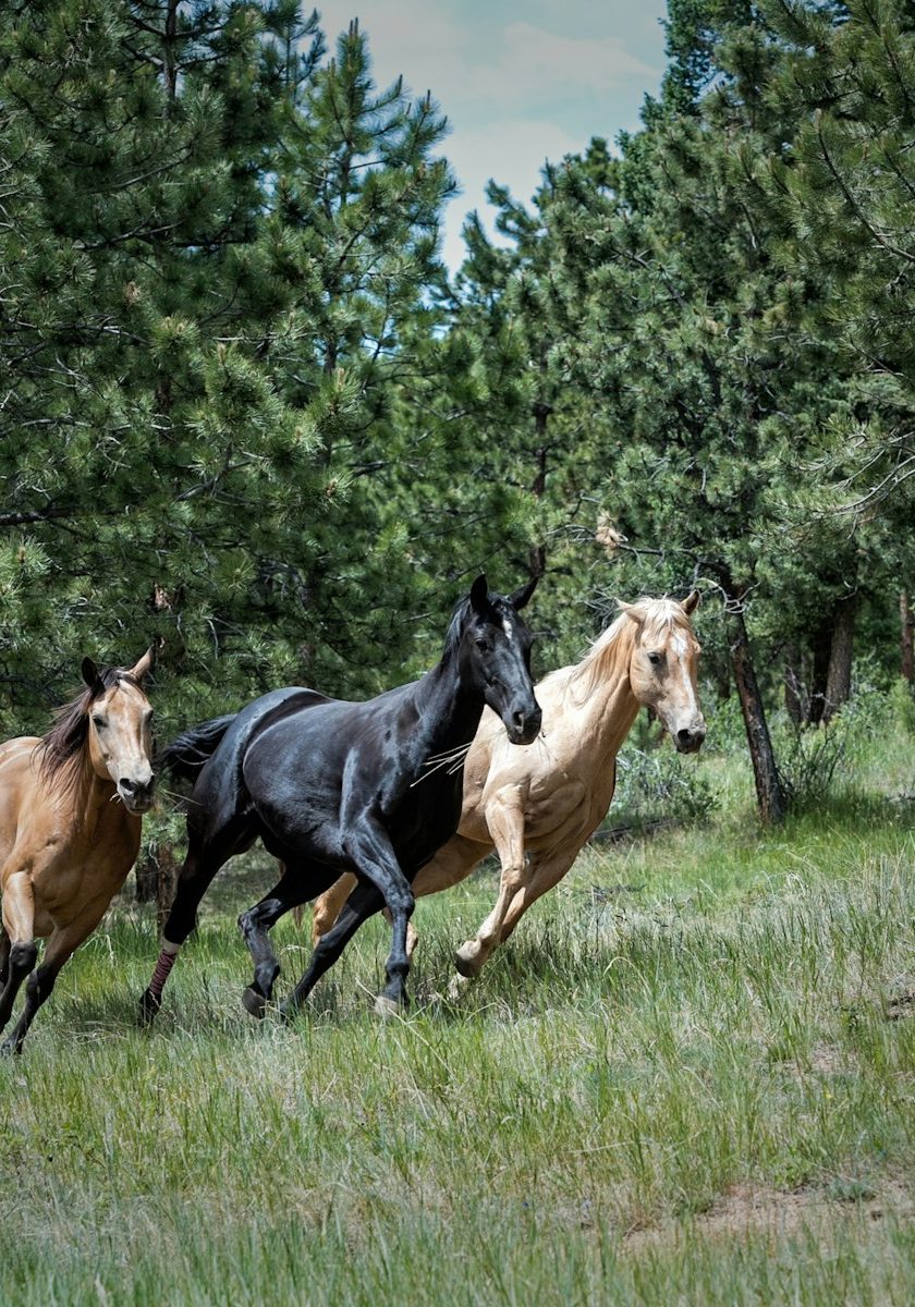 two brown and one black horse on green grass